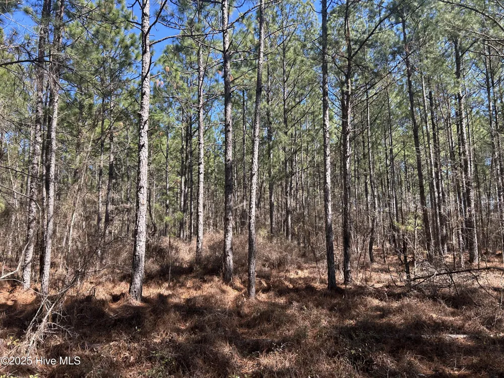 Tbd John Owen Road White Oak, NC 28399