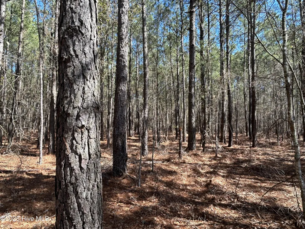 Tbd John Owen Road White Oak, NC 28399