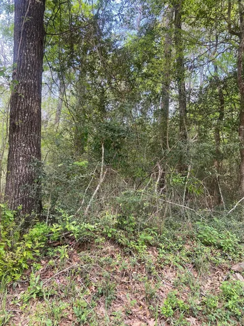 Friar Tuck Drive