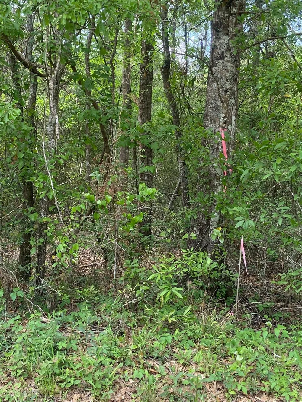 Friar Tuck Drive Shepherd, TX 77371