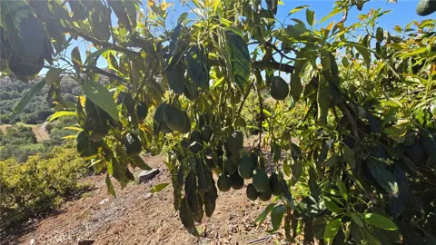 Via Barranca