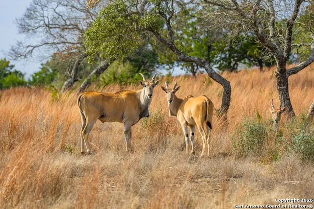LOT 34 Great Sky Ranch Kerrville, TX 78028
