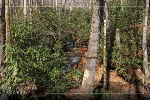 Lot 47 Cullowhee Forest Road
