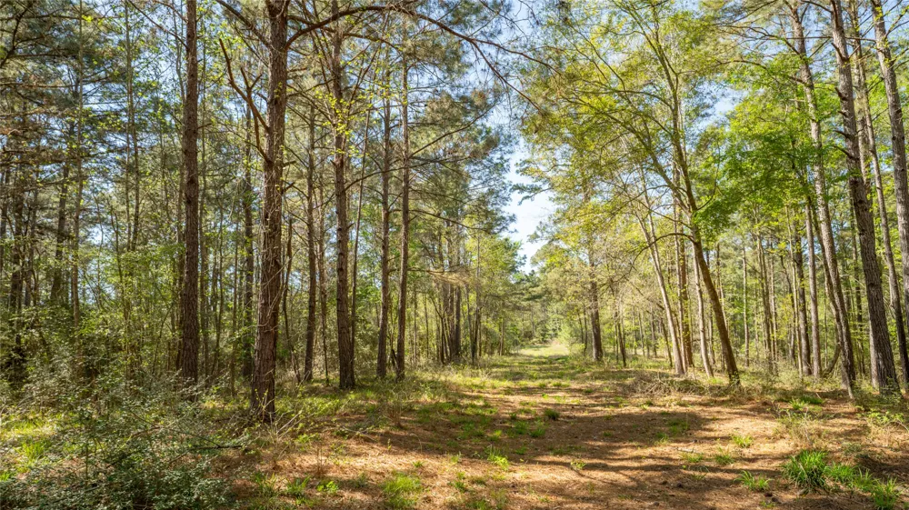 Bighorn Road Huntsville, TX 77340