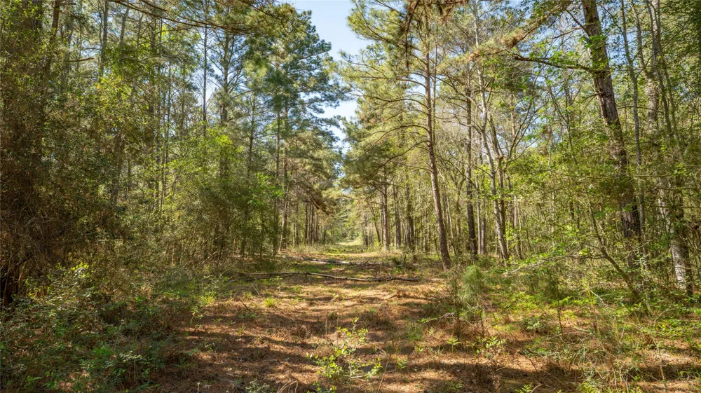 Bighorn Road Huntsville, TX 77340