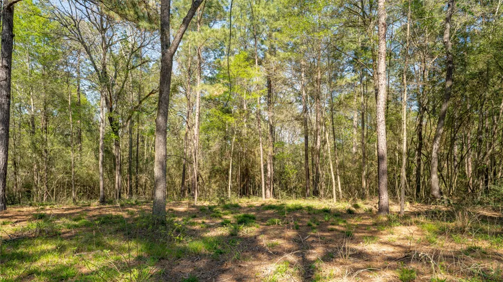 Bighorn Road Huntsville, TX 77340
