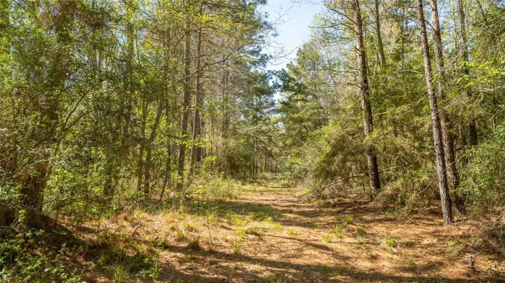 Bighorn Road Huntsville, TX 77340