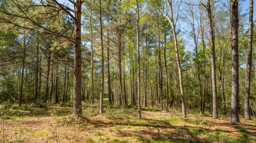 Bighorn Road Huntsville, TX 77340