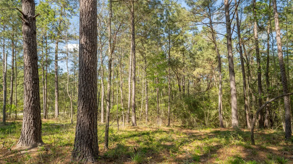 Bighorn Road Huntsville, TX 77340