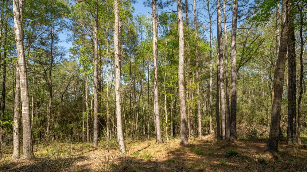 Bighorn Road Huntsville, TX 77340