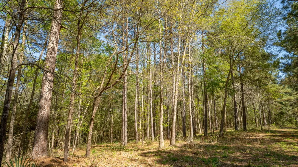 Bighorn Road Huntsville, TX 77340