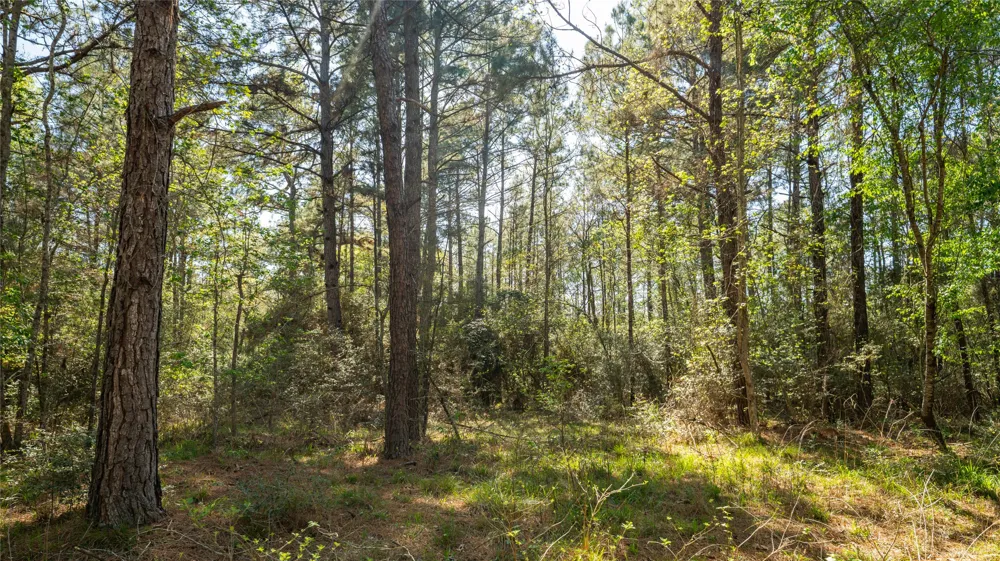 Bighorn Road Huntsville, TX 77340