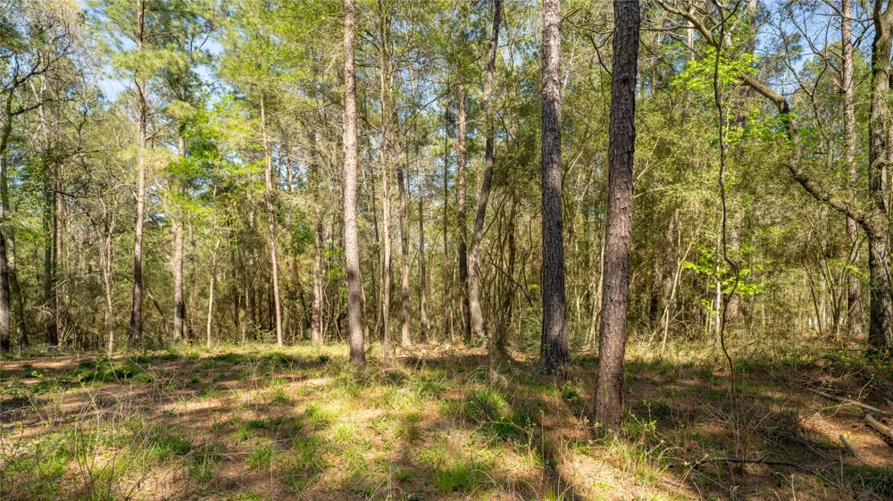 Bighorn Road Huntsville, TX 77340