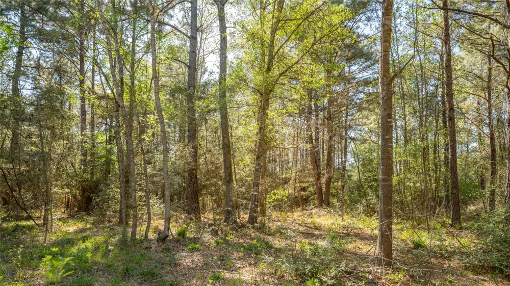 Bighorn Road Huntsville, TX 77340