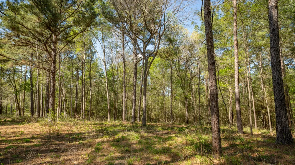 Bighorn Road Huntsville, TX 77340