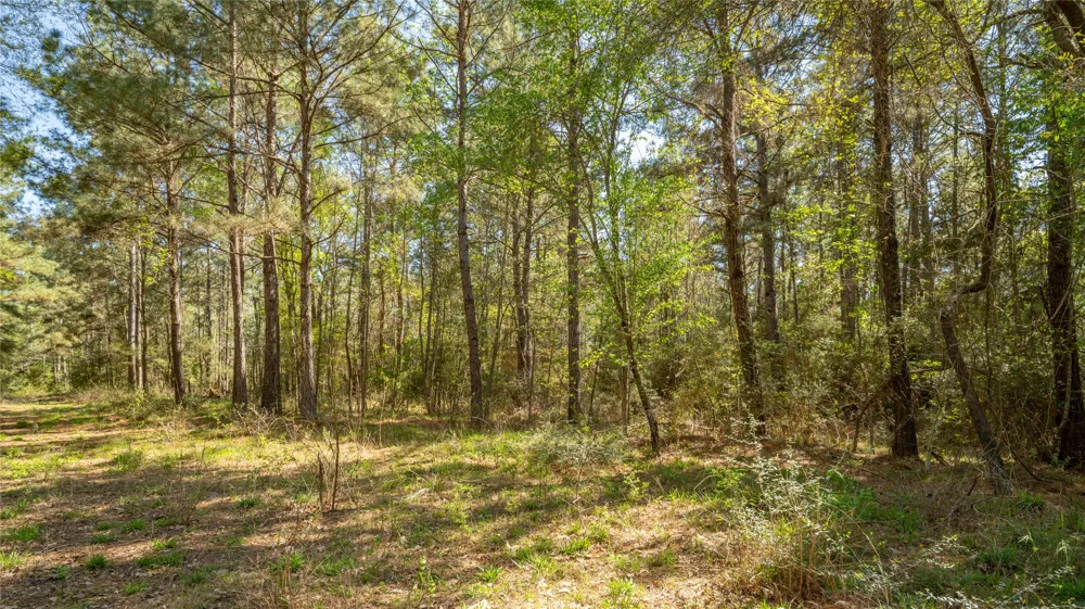 Bighorn Road Huntsville, TX 77340