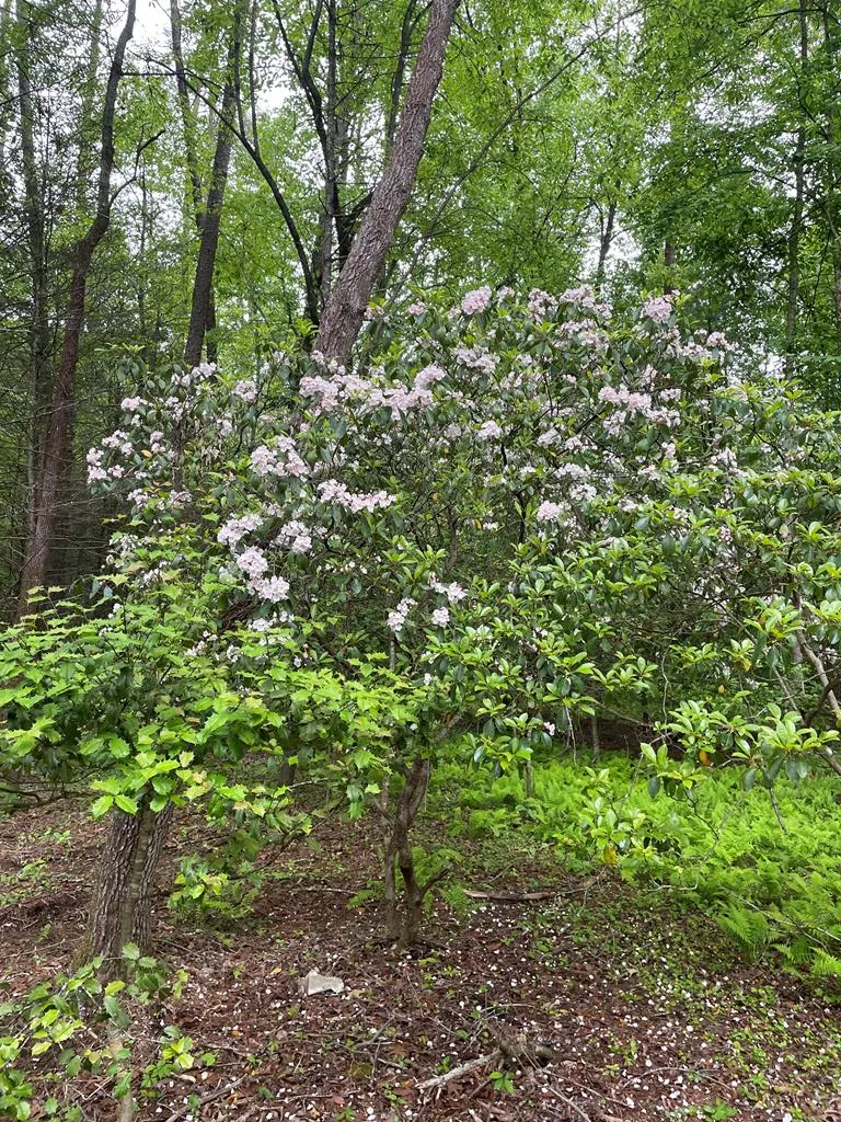 46 Rivers End Way Suches, GA 30572
