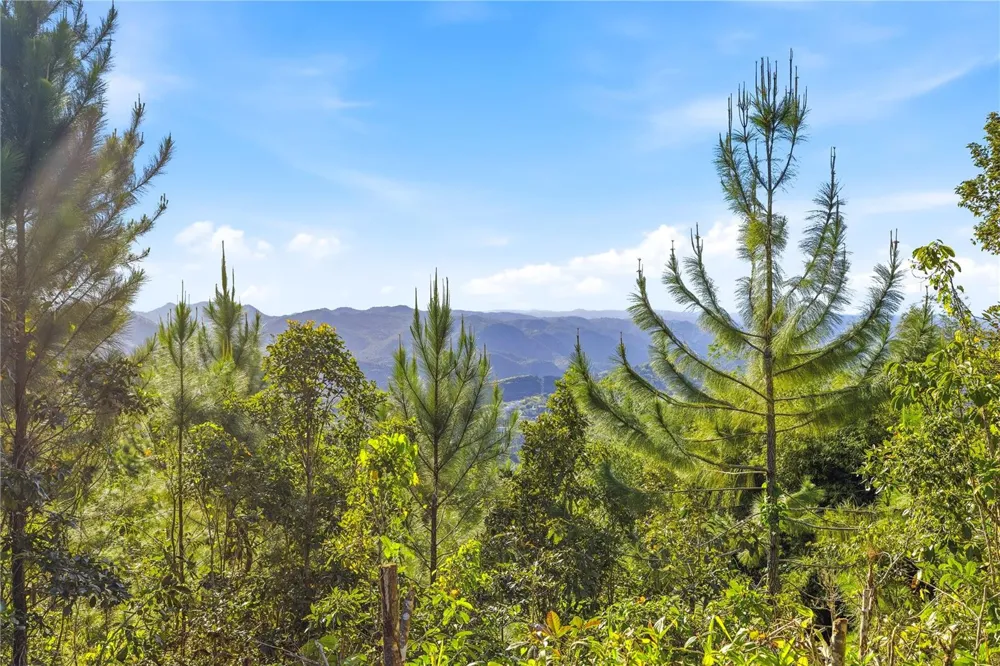 RD15 KM20.6 BO. QUEBRADA ARRIBA Cayey, PR 00736