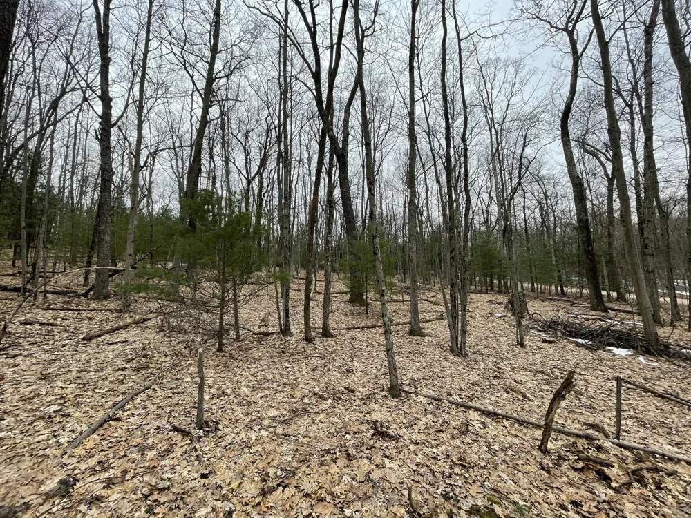 W Deer Track Trail #Parcel A-4 Irons, MI 49644