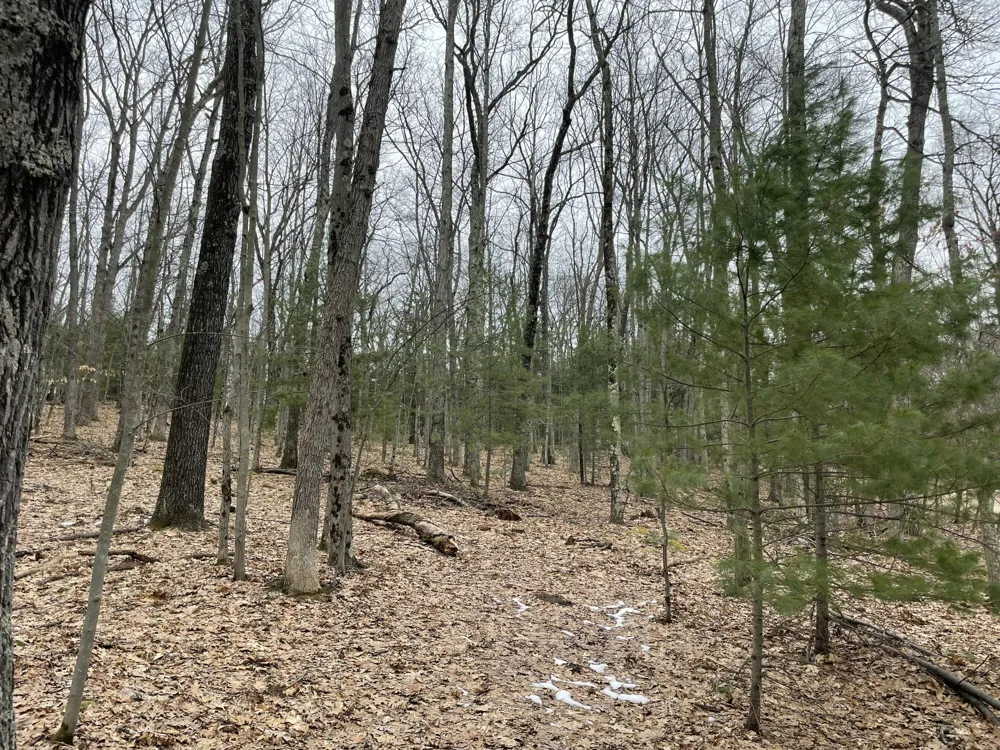 W Deer Track Trail #Parcel A-4 Irons, MI 49644