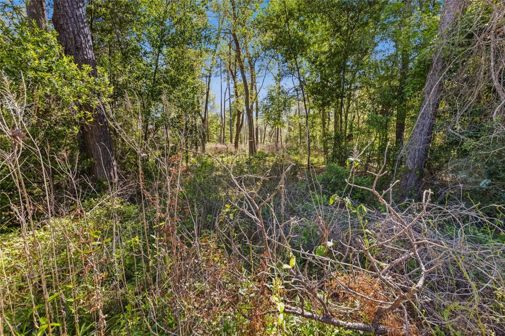 Lilac Lane New Caney, TX 77357