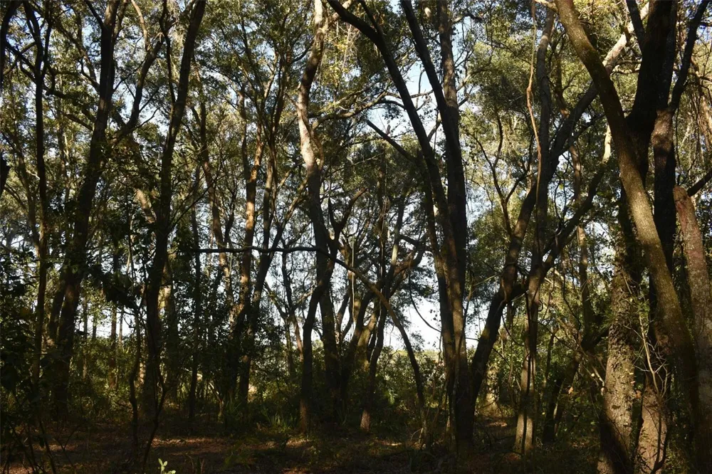 13800 COUNTY ROAD 450 Umatilla, FL 32784