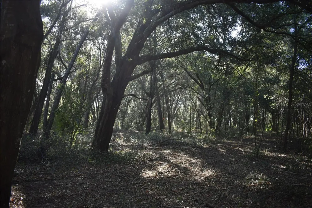 13800 COUNTY ROAD 450 Umatilla, FL 32784