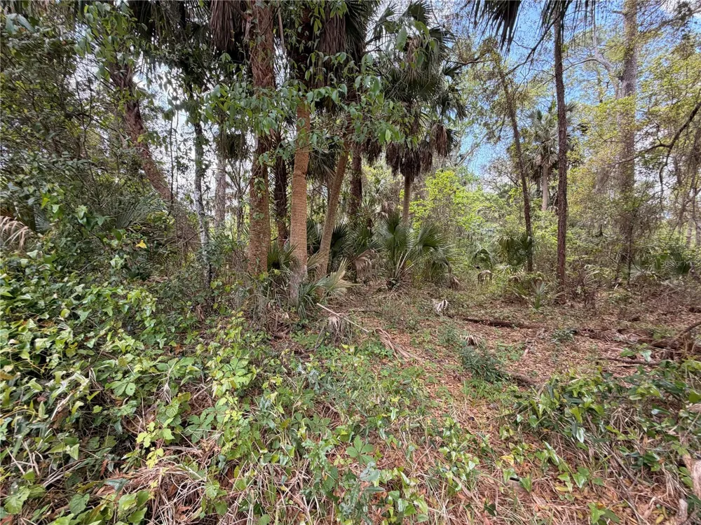 COUNTY ROAD 445A Astor, FL 32102