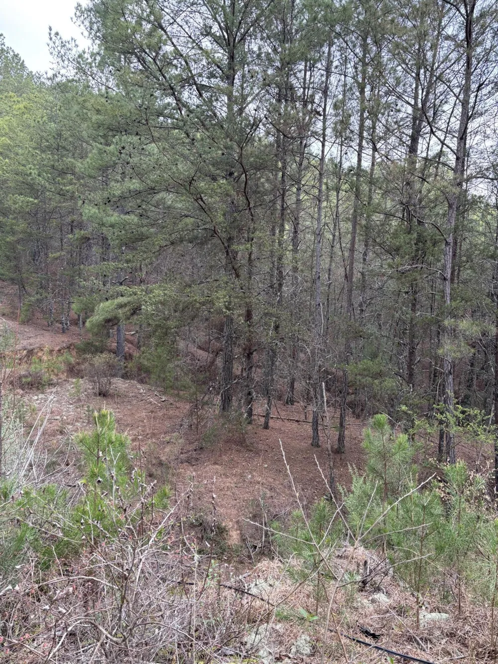 Highway 64 Ducktown, TN 37326