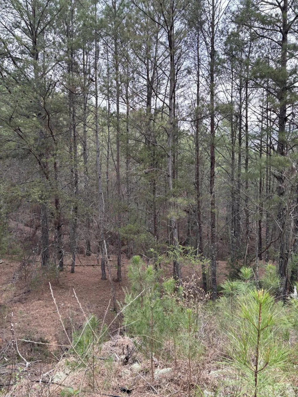 Highway 64 Ducktown, TN 37326
