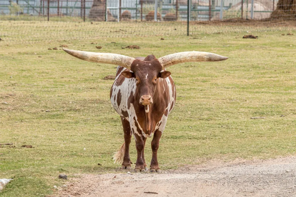 W HWY 79 Franklin, TX 77856