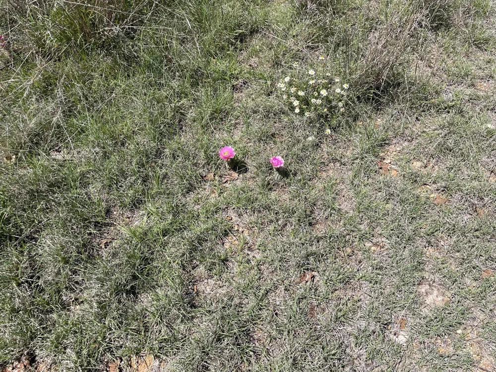 County Road Eastland, TX 76448