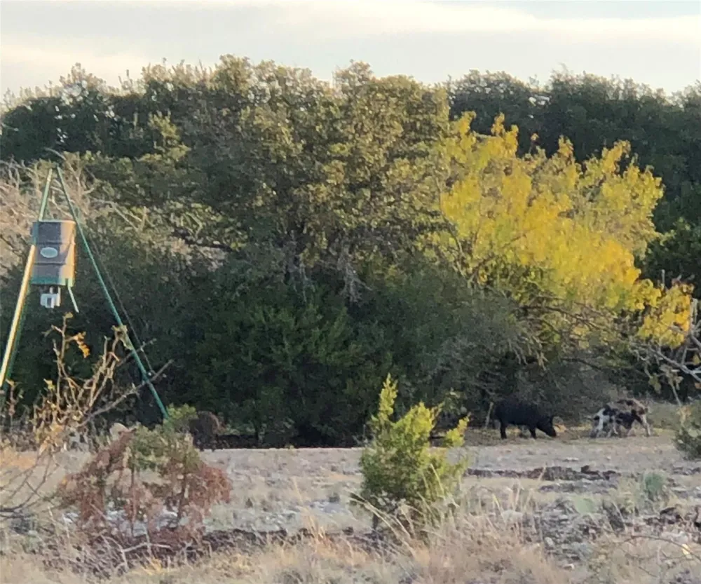 Pinon Pine Rocksprings, TX 78880
