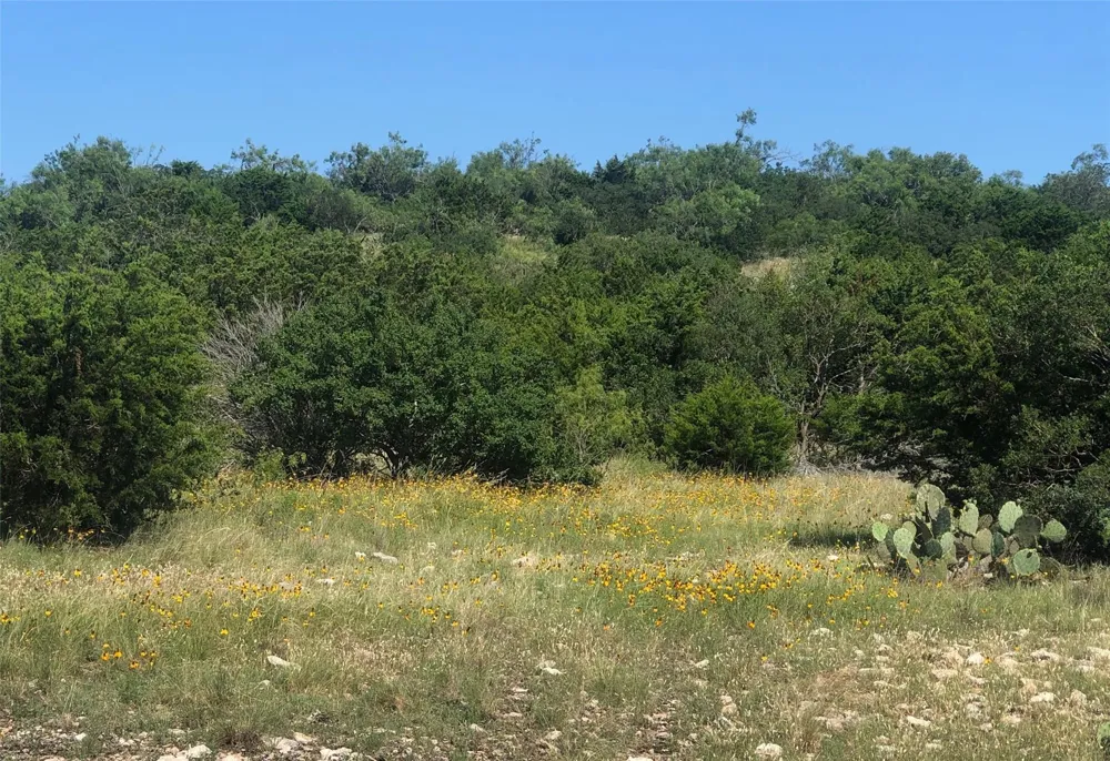 Pinon Pine Rocksprings, TX 78880