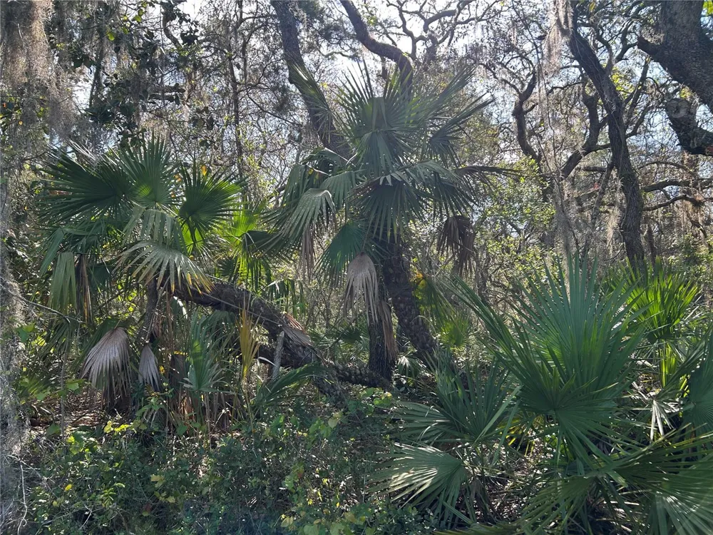 COUNTY ROAD 445A Astor, FL 32102