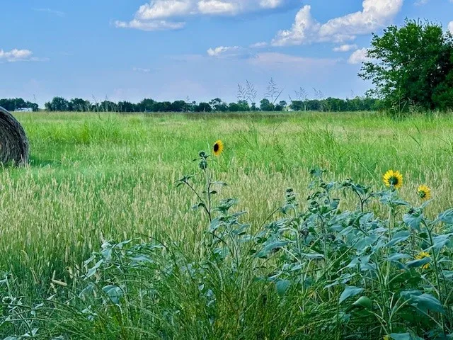 CR 4805 Bailey, TX 75413