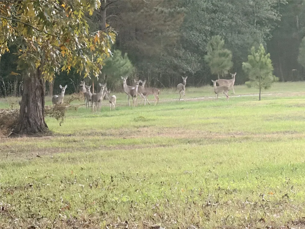10227 County Road 4101 Frankston, TX 75763