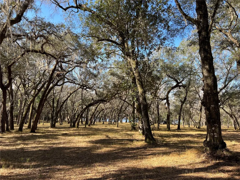 0 FOREST  02, #2, SE 150TH STREET Umatilla, FL 32784