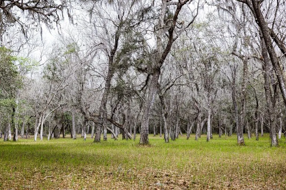 0 FOREST  02, #2, SE 150TH STREET Umatilla, FL 32784