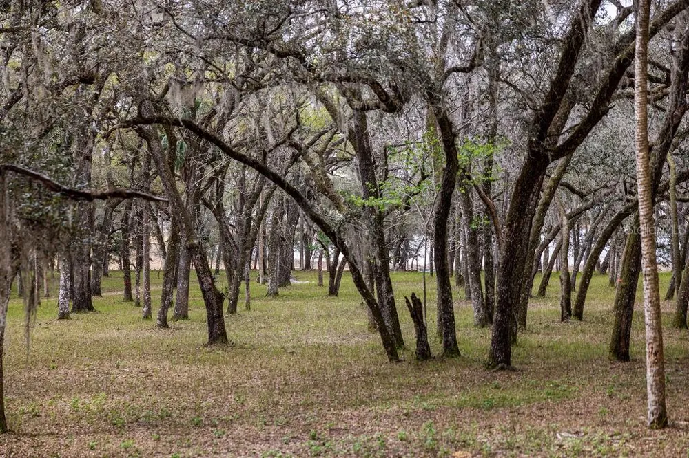 0 FOREST  02, #2, SE 150TH STREET Umatilla, FL 32784