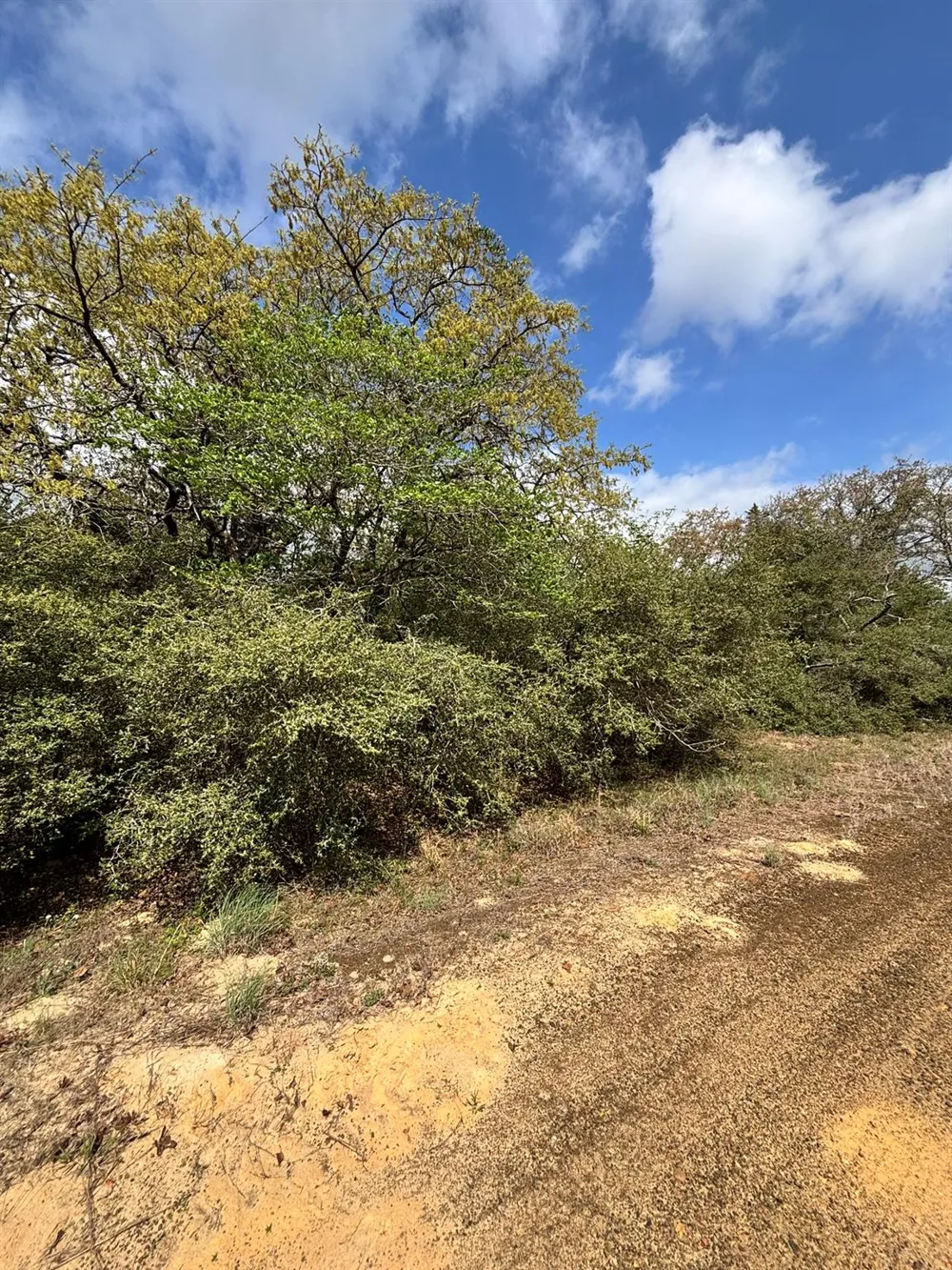 Holly Springs Drive Hilltop Lakes, TX 77871