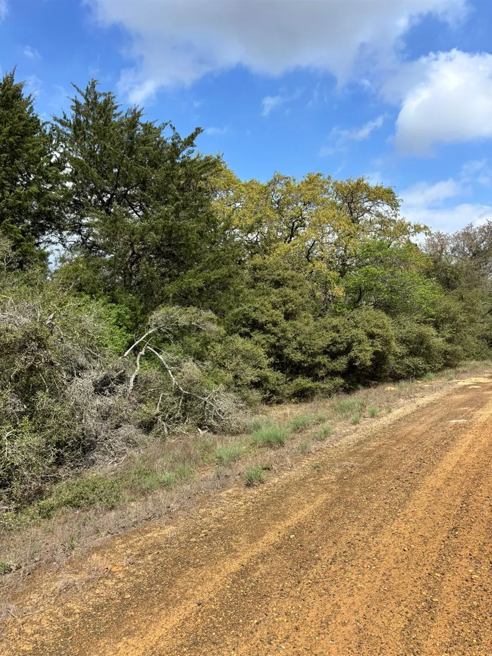 Holly Springs Drive Hilltop Lakes, TX 77871