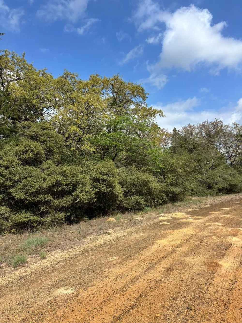Holly Springs Drive Hilltop Lakes, TX 77871