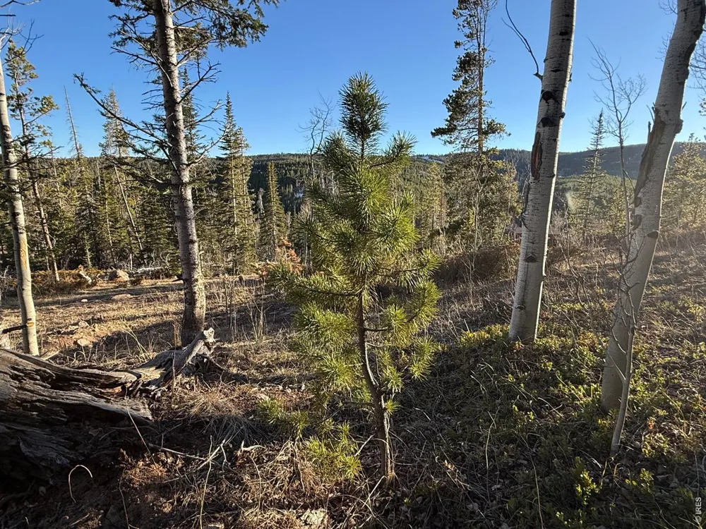 227 Micmac Drive Red Feather Lakes, CO 80545