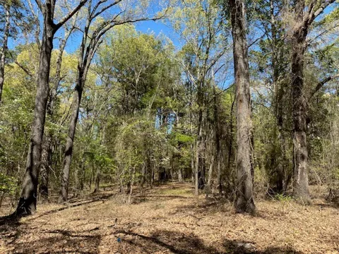 Armadillo Drive
