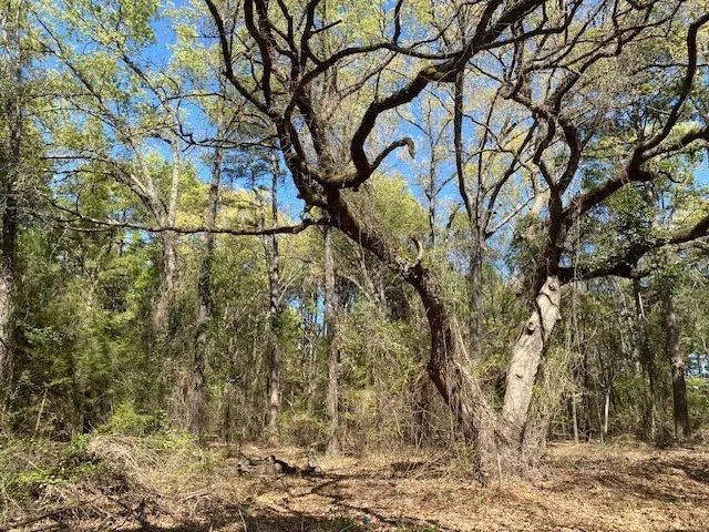 Armadillo Drive Murchison, TX 75778