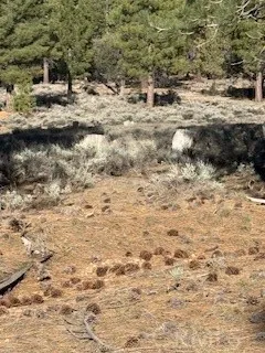 34557 Polique Canyon Fawnskin, CA 92333