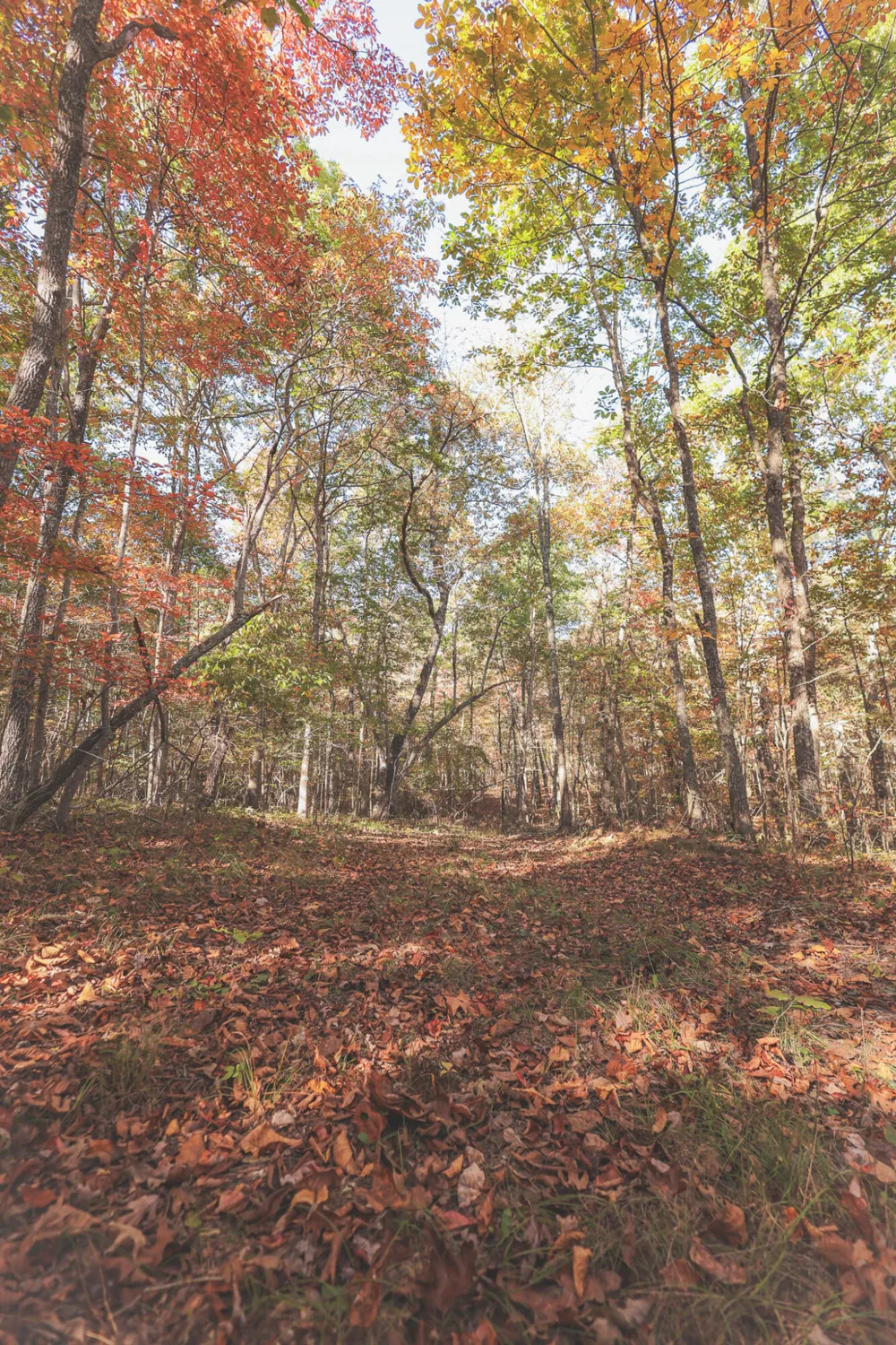 1047 Nelson Harrison Road Evensville, TN 37332
