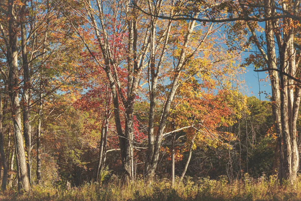 1047 Nelson Harrison Road Evensville, TN 37332