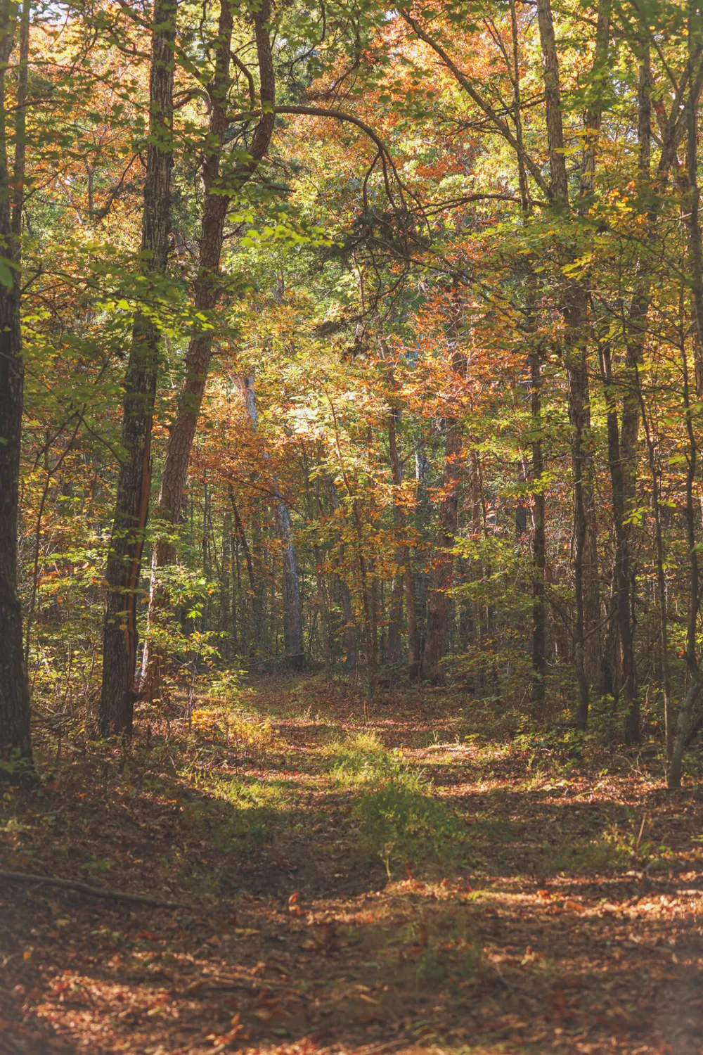 1047 Nelson Harrison Road Evensville, TN 37332